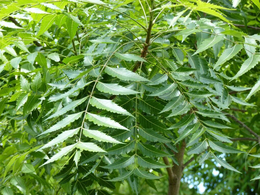 લીમડો