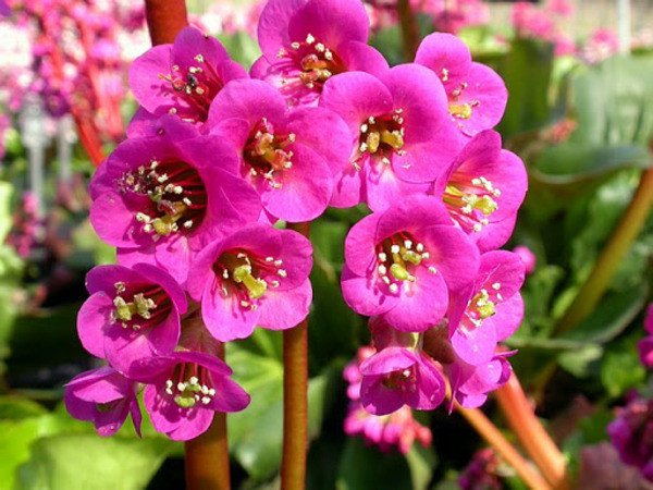 શિલાપુષ્પા