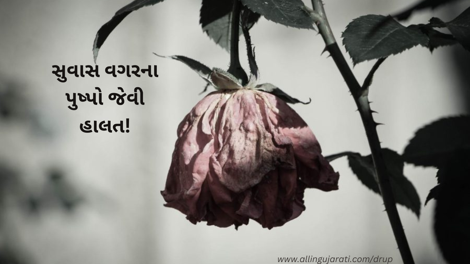 સુવાસ વગરના પુષ્પો જેવી હાલત થઈ છે મારી