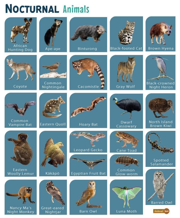 nocturnal animals
