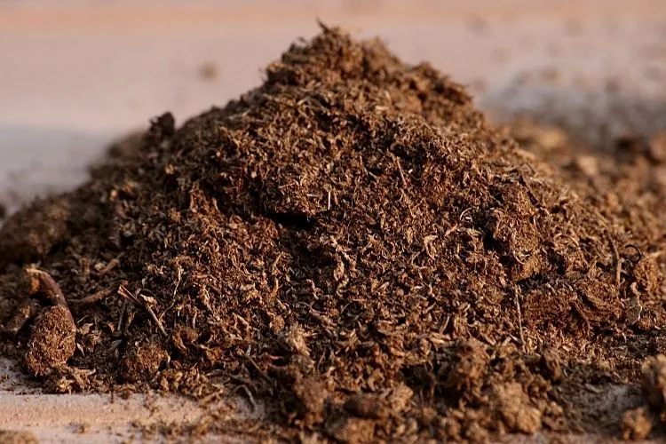 Peat Moss ( પીટ મોસ )