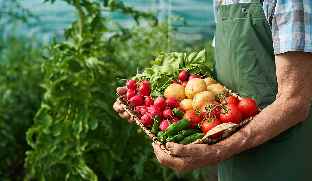 Organic Garden ( ઓર્ગેનિક બાગ )