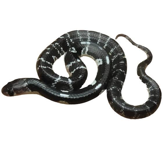 Banded Krait